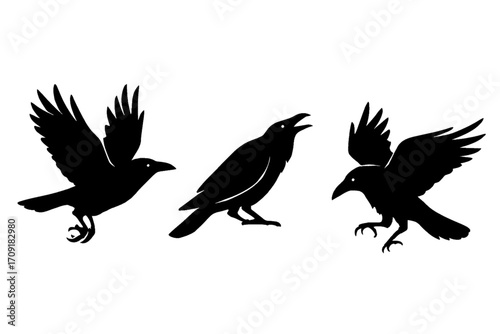 Three striking raven silhouettes in dynamic poses: one soaring in flight, one calling from the ground, and one with wings spread mid-motion. Bold black shapes on a crisp white background.