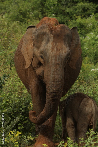 Sri Lankan Elephants in National Parks in Sri Lanka 