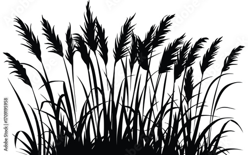 Silhouette of Ornamental Grasses A Nature-Inspired Graphic Design Element for Visual Enhancement and Creative Projects
