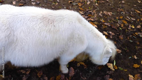 Close up ofa white Shetland pony grazing ona meadow ona cloudy day in autumn