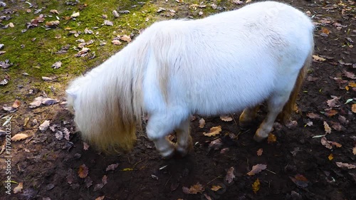 Close up ofa white Shetland pony grazing ona meadow ona cloudy day in autumn