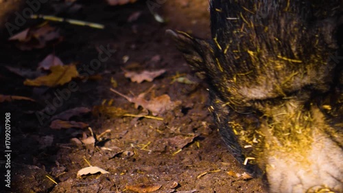 Close up of a head and snout of a pot-bellied pig moving around dirt on a cloudy day