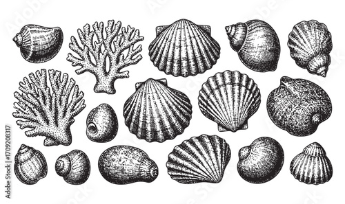 Collection of Seashells and Coral Hand-Drawn