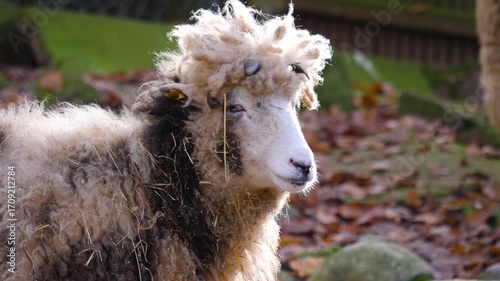 Close up of a Jacob sheep head with a funny hair cut looking around on a sunny autumn day
