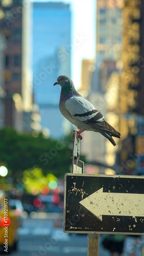 Pigeon on city street sign
