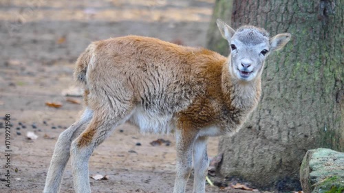 Close up view of a baby fawn mouflon sheep looking around on a sunny autumn day