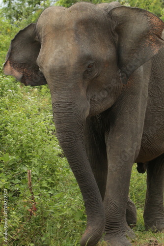 Sri Lankan Elephants in National Parks in Sri Lanka 