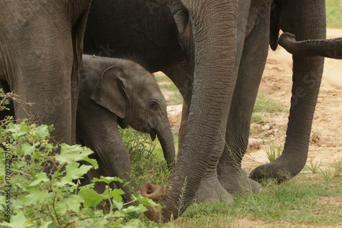 Sri Lankan Elephants in National Parks in Sri Lanka 