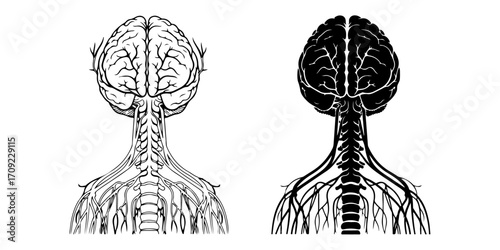 Brain and Spinal Cord Anatomy Vector Illustration