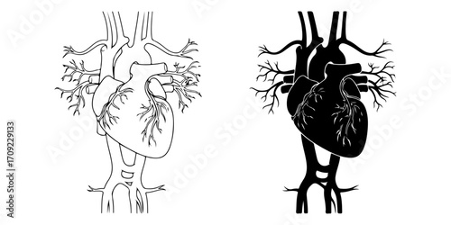 Human Circulatory System Vector Illustration (Outline and Silhouette)