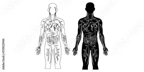 Blood Vessels and Heart Anatomy Vector Illustration