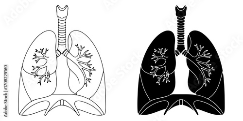 Lungs and Trachea Anatomy Vector Illustration