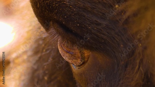 Very close up of a bison eye ona cloudy autumn day