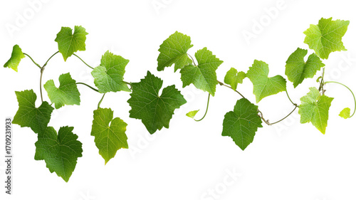 Wallpaper Mural Isolated vine with green leaves on a background for botanical and nature design Torontodigital.ca