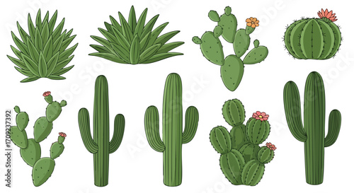 Diverse collection of illustrated cacti and succulents with flowers for creative design projects