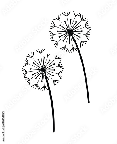 Two dandelions illustration in minimalistic black and white style for design needs