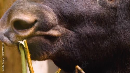 Close up of a elk moose head moving around the forest on a cloudy autumn day