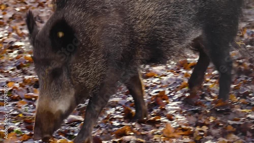 Close up of a wild boar pig looking around the forest on a cloudy autumn day