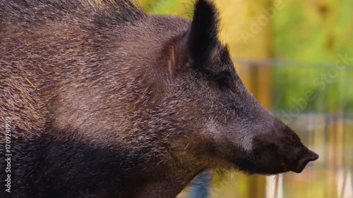 Close up of a wild boar pig looking around the forest on a cloudy autumn day