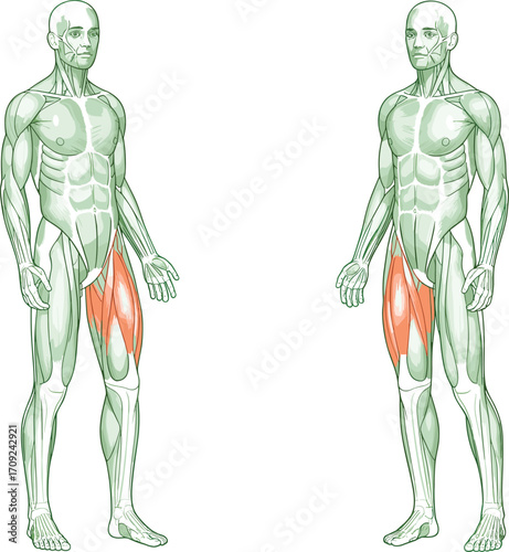 Human muscular system illustration, quadriceps highlighted, leg anatomy front view, thigh muscles medical diagram, fitness, workout, exercise reference, educational vector design