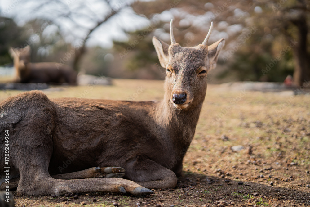 Fototapeta premium Gentle deer close-up in Nara Park, Japan amidst autumn forest