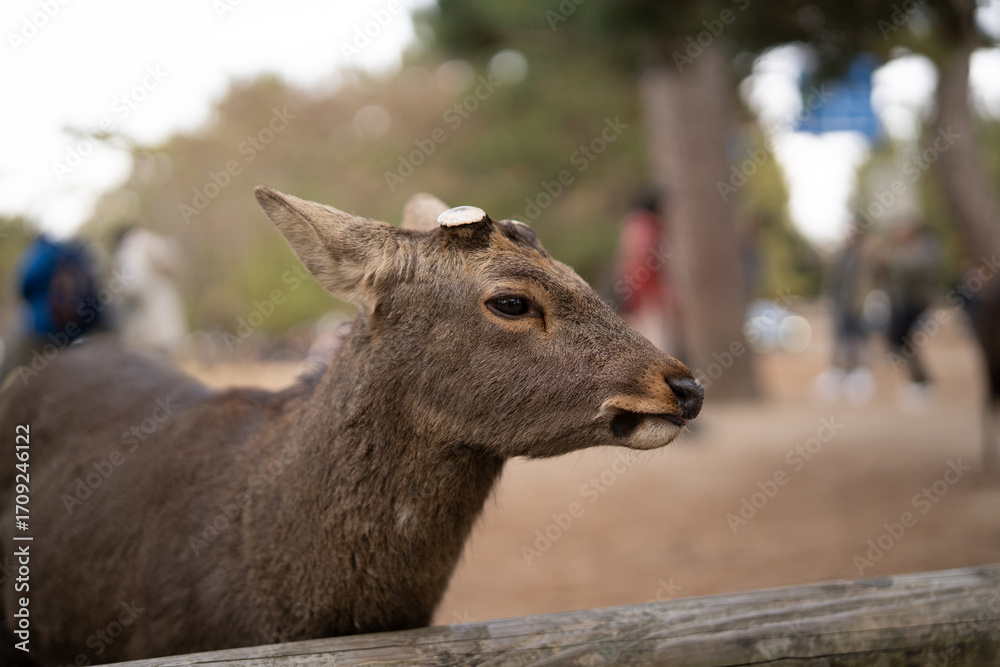 Fototapeta premium Close-up photograph of a deer in Nara Park, Japan