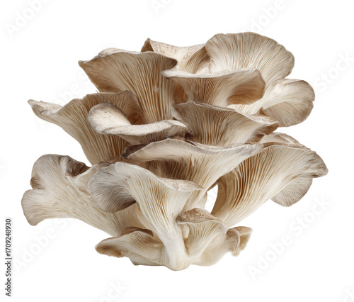Close-up of a cluster of oyster mushrooms