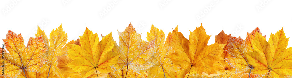 Fototapeta premium Golden and orange autumn maple leaves arranged in decorative border pattern, isolated on transparent background