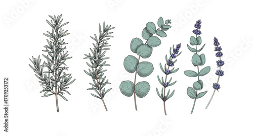 olive branch vector illustration