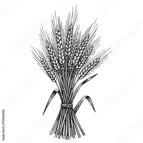 Sheaf of Wheat Grain Hand-Drawn Illustration