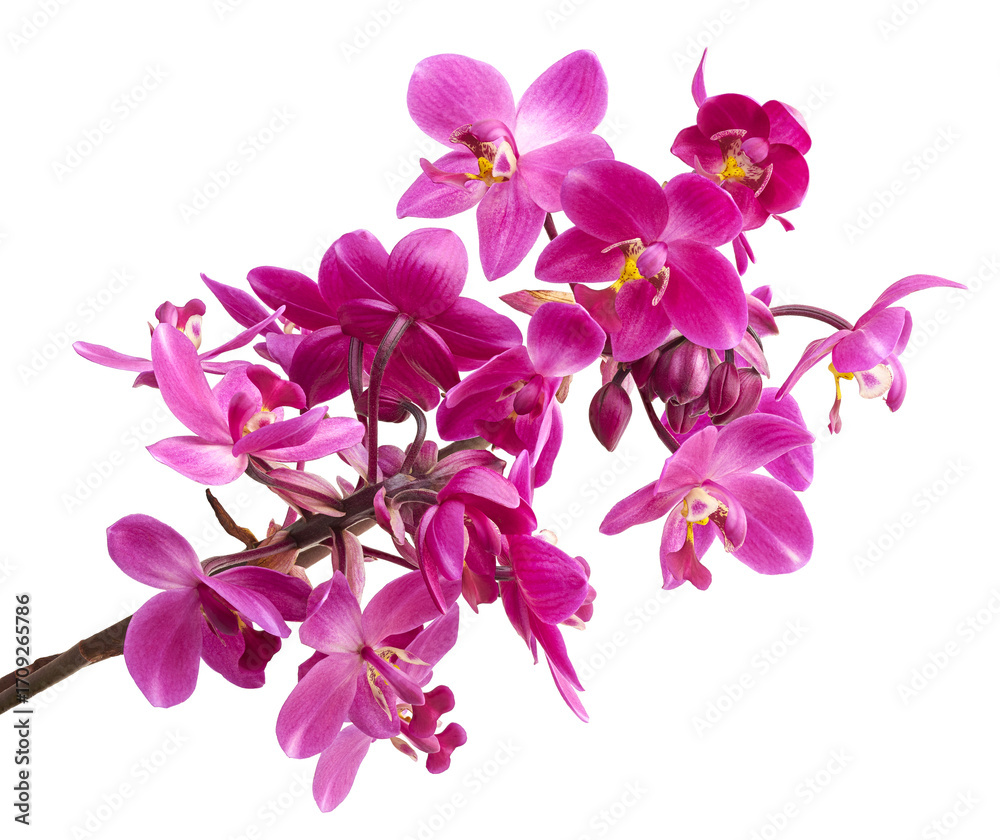 Obraz premium Purple orchid flowers with leaves, Philippine ground orchid, Tropical flowers isolated on white background, with clipping path
