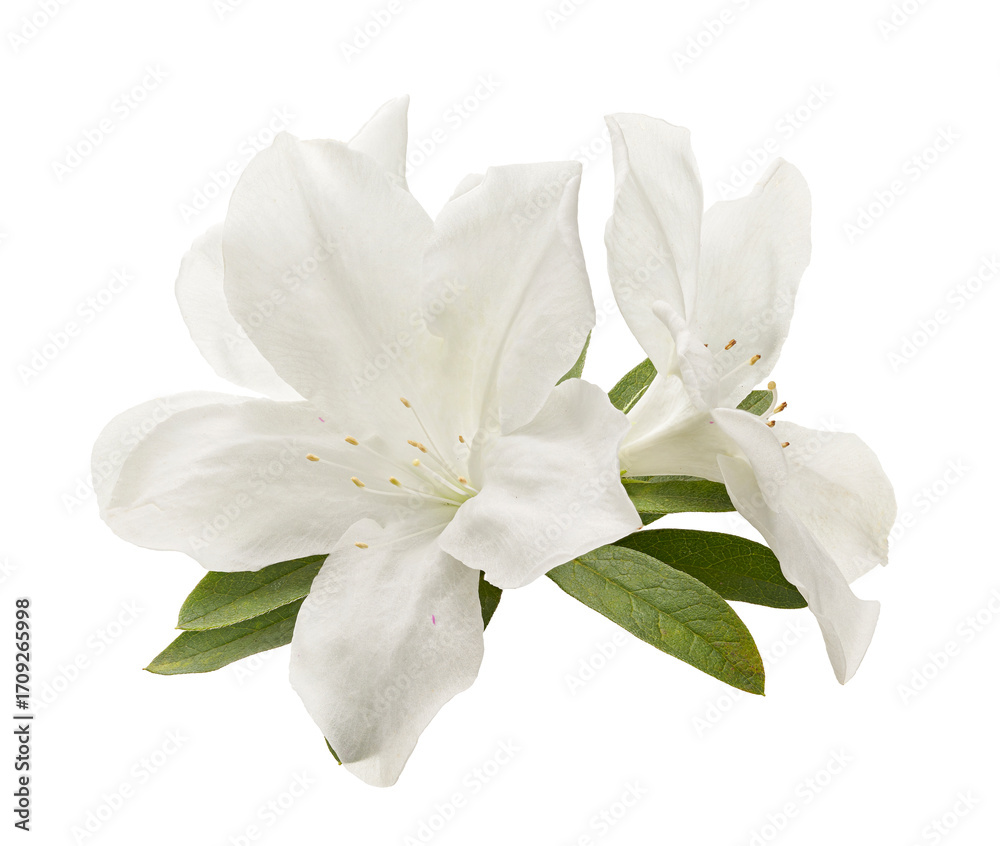 Fototapeta premium Azaleas flowers with leaves, White flowers isolated on white background with clipping path 