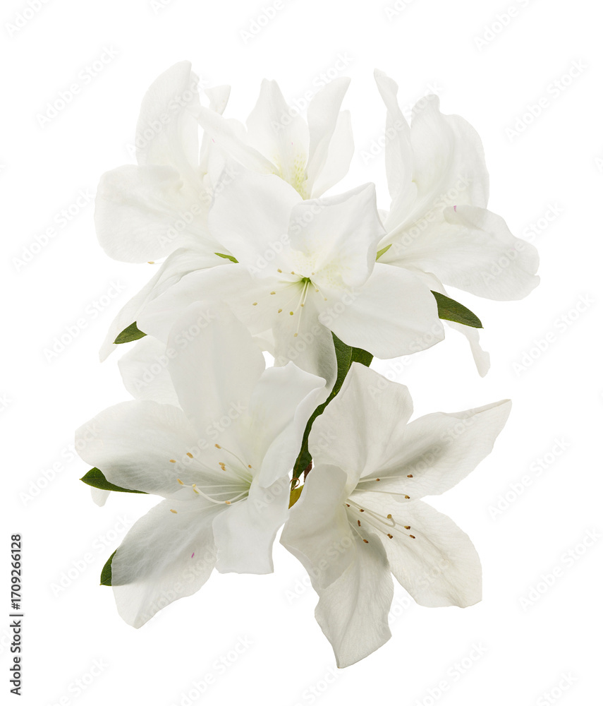 Fototapeta premium Azaleas flowers with leaves, White flowers isolated on white background with clipping path 