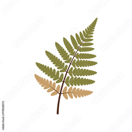 Delicate fern frond isolated on natural plant detail healthy foliage vector
