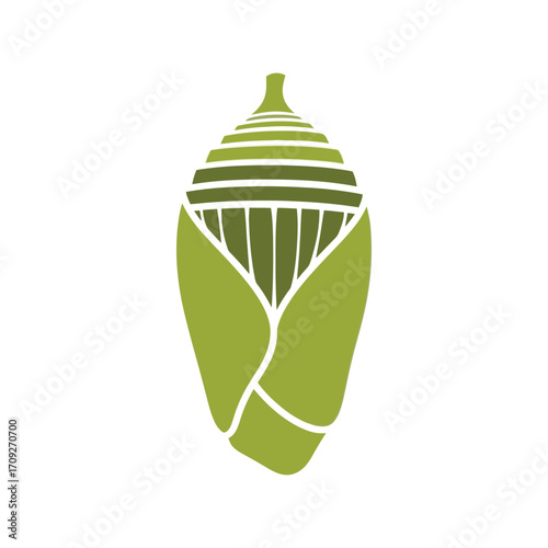 Green cocoon chrysalis metamorphosis butterfly life cycle concept graphic illustration vector