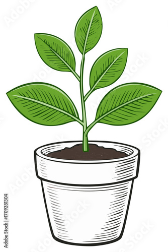 Green Plant Growing in a White Terracotta Pot with Rich Soil