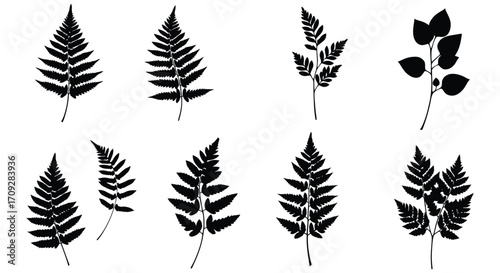 Black and white botanical illustration of various fern and leaf shapes