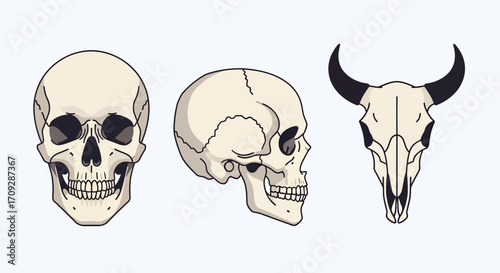 Vector illustration of human and animal skulls in various views, depicting anatomy and skeletal structures for scientific study.