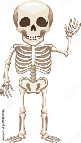 Cartoon skeleton standing and waving its hand, isolated on white background.