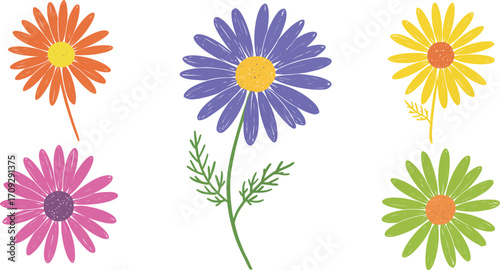 Colorful daisy flower collection with different hues on transparent background