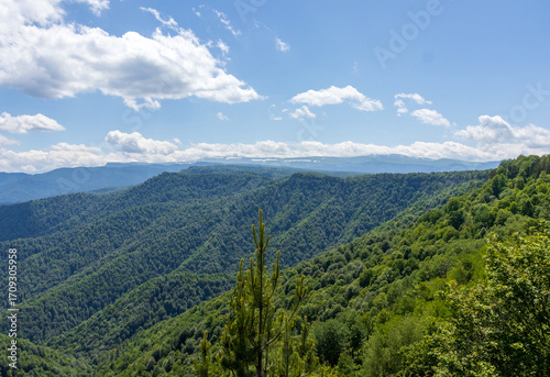 alpine upland, flowering plants in new colors, outdoor walks in a natural park