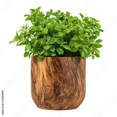 Lush green plant in a wood pot grain  isolated on transparent White background png