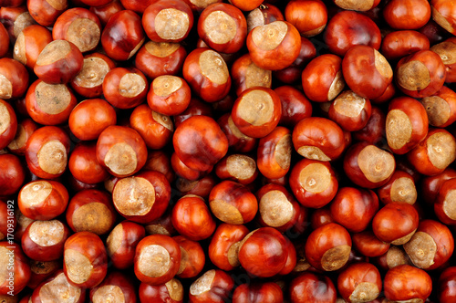 Horse chestnut tree conker nuts background texture detail