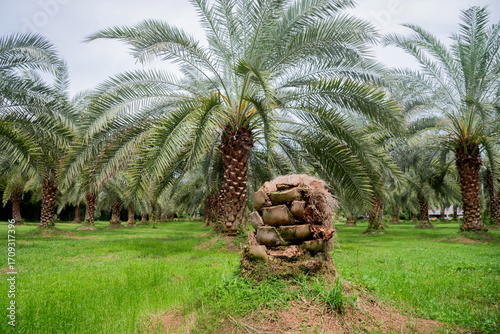 Date palm stump in a date palm orchard