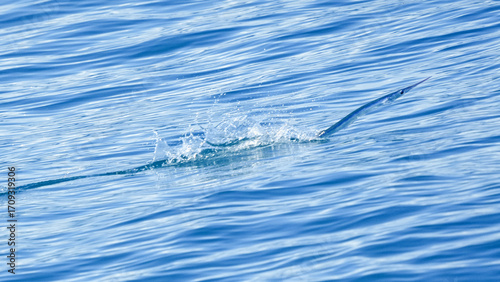 A Needlefish Leaps From the Ocean in Florida