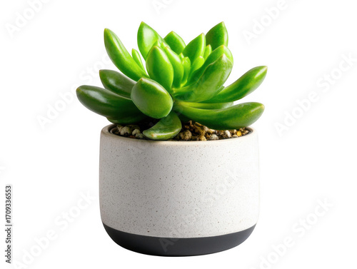 A close up of a bright green succulent plant in a white and gray pot against a black background