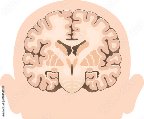 大脳の前頭断面 Cross section of the frontal cerebrum