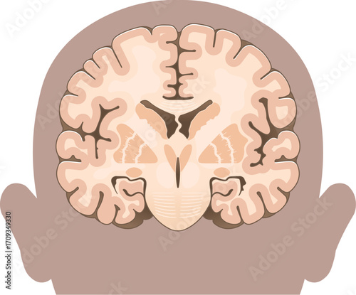 大脳の前頭断面 Cross section of the frontal cerebrum