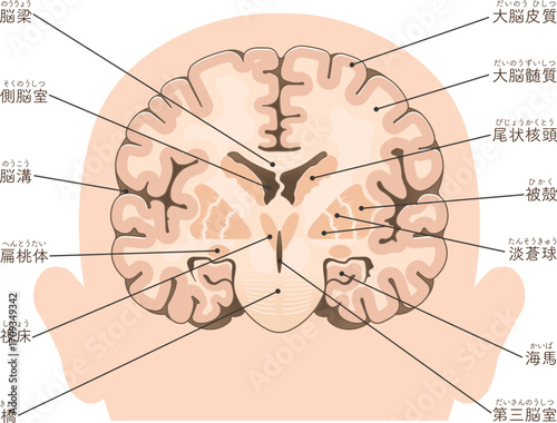 大脳の前頭断面 Cross section of the frontal cerebrum