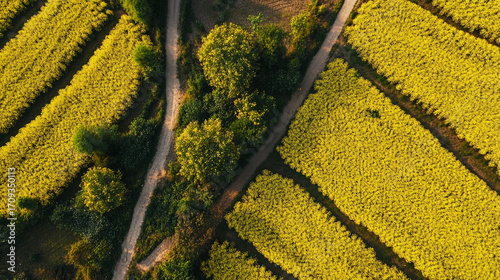 Drone View of Yellow Rapeseed Fields and a Dirt Road